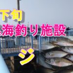 【大黒海釣り施設】３月下旬　アジ！