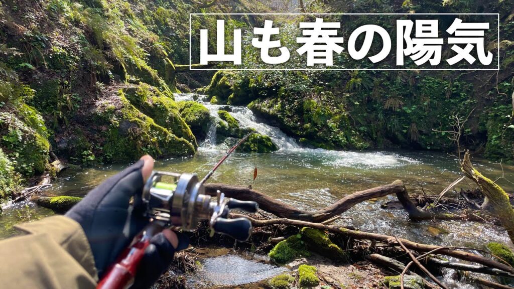 【渓流釣り】小さな沢にイワナいっぱいいた！