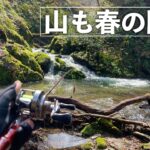 【渓流釣り】小さな沢にイワナいっぱいいた！