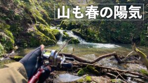 【渓流釣り】小さな沢にイワナいっぱいいた！