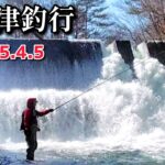 【渓流釣り】短時間ですが楽しめました【餌釣り】南会津