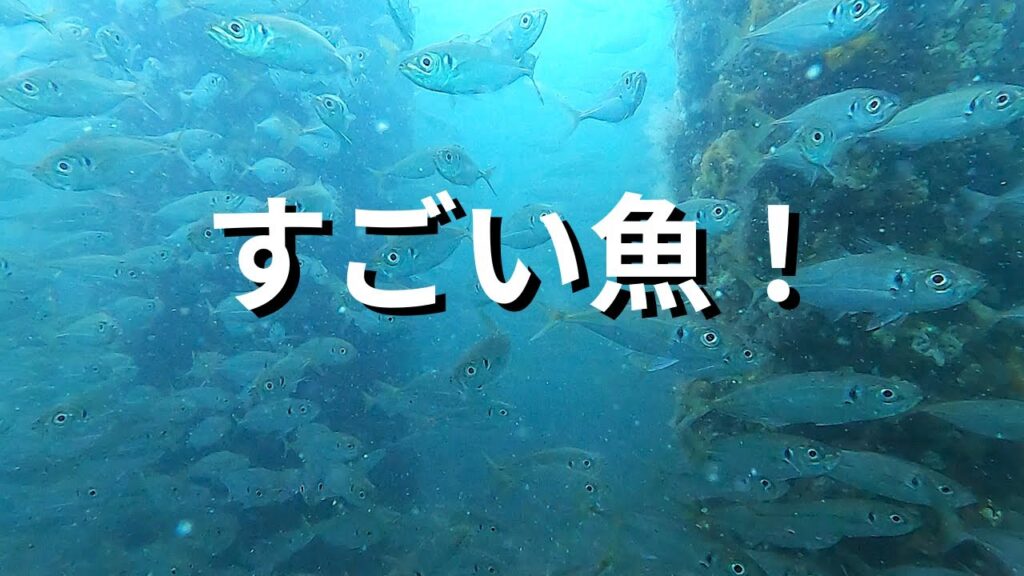 すごい魚の釣り公園！春の最新情報
