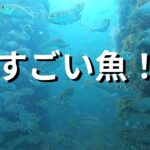 すごい魚の釣り公園！春の最新情報