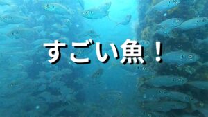 すごい魚の釣り公園！春の最新情報