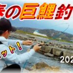 【大阪・春の大和川鯉釣り】ヤバい！鱒レンジャーで無茶しちゃダメよ！最後は這いつくばって大鯉を仕留めたぞ！良い子はマネしないでね！マルキュー天下無双＆九ちゃん・吸い込み