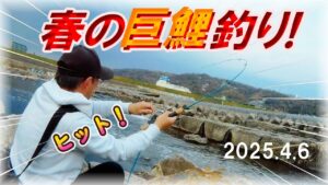 【大阪・春の大和川鯉釣り】ヤバい！鱒レンジャーで無茶しちゃダメよ！最後は這いつくばって大鯉を仕留めたぞ！良い子はマネしないでね！マルキュー天下無双＆九ちゃん・吸い込み