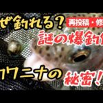 【渓流釣り】なぜ釣れる？謎の爆釣餌カワニナの秘密！