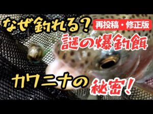 【渓流釣り】なぜ釣れる？謎の爆釣餌カワニナの秘密！