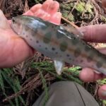 【会津渓流釣り】２０２５，会津渓流釣り解禁‼初日から良型ヤマメが連発‼