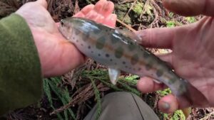 【会津渓流釣り】2025,会津渓流釣り解禁‼初日から良型ヤマメが連発‼