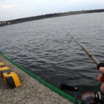 相模川河口に稚鮎がいっぱい！