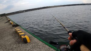 相模川河口に稚鮎がいっぱい!