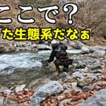 ○○が釣れて△△が釣れない川ってかなり珍しい。日原川で渓流釣り
