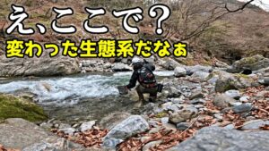 ○○が釣れて△△が釣れない川ってかなり珍しい。日原川で渓流釣り