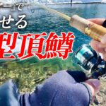 放流で『あのルアー』を投げると大型頂鱒が次々と狂い出す【エリアトラウト】【管理釣り場】