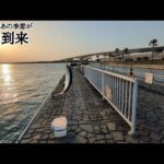 直近最速【浜名湖サビキ釣り】情報📢週末は是非爆釣浜名湖をお楽しみください🐟