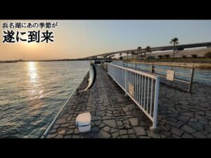 直近最速【浜名湖サビキ釣り】情報📢週末は是非爆釣浜名湖をお楽しみください🐟