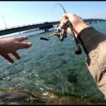 透きとおる浜名湖で最も簡単にクロダイを釣る方法はコレだ！！