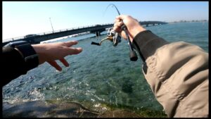 透きとおる浜名湖で最も簡単にクロダイを釣る方法はコレだ!!