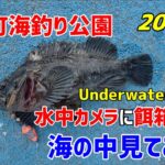 新地町海釣り公園　２０２５年４月の海の模様です。　水中映像のリアルな映像をお届けます。　これが４月の海のリアルな実録です