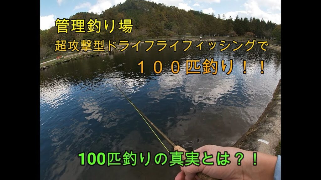 管理釣り場　超攻撃的ドライフライフィッシングで１００匹釣りに挑戦！！