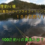 管理釣り場　超攻撃的ドライフライフィッシングで１００匹釣りに挑戦！！