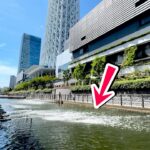 スカイツリー下の水路で魚が大量発生していた…