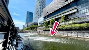 スカイツリー下の水路で魚が大量発生していた…