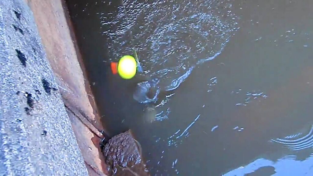 川釣り　銀ブナが掛かった瞬間