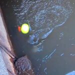 川釣り　銀ブナが掛かった瞬間