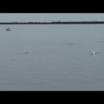 水面爆発！ナブラ撃ちでサワラ乱舞！【新潟東港ハッピーフィッシング】