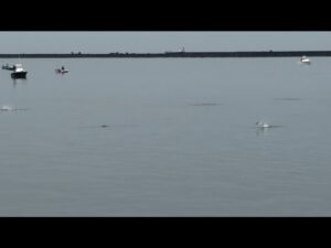 水面爆発！ナブラ撃ちでサワラ乱舞！【新潟東港ハッピーフィッシング】