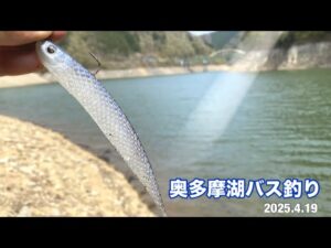 【 バス釣り】「奥多摩湖半日チャレンジ!デカバス連発の結末は…?」