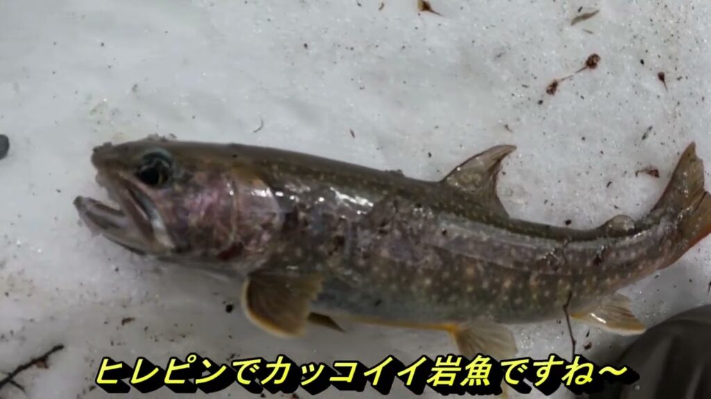 【会津渓流釣り】残雪の渓谷に潜む大岩魚‼絶品、岩魚と山女魚の炭火焼き