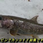【会津渓流釣り】残雪の渓谷に潜む大岩魚‼絶品、岩魚と山女魚の炭火焼き