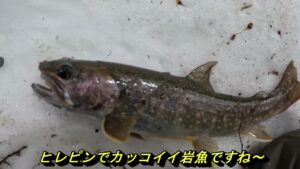 【会津渓流釣り】残雪の渓谷に潜む大岩魚‼絶品、岩魚と山女魚の炭火焼き