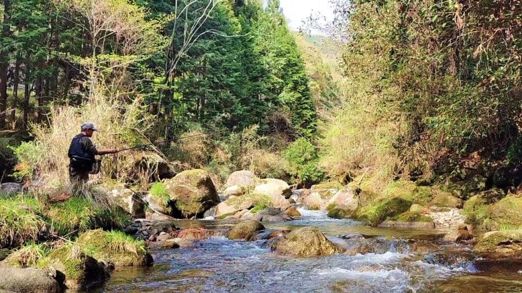 渓流釣り　活性に合わせて釣り方を変えるとサイズアップしたヒレピンが！【アマゴ餌釣り】