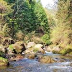 渓流釣り　活性に合わせて釣り方を変えるとサイズアップしたヒレピンが！【アマゴ餌釣り】