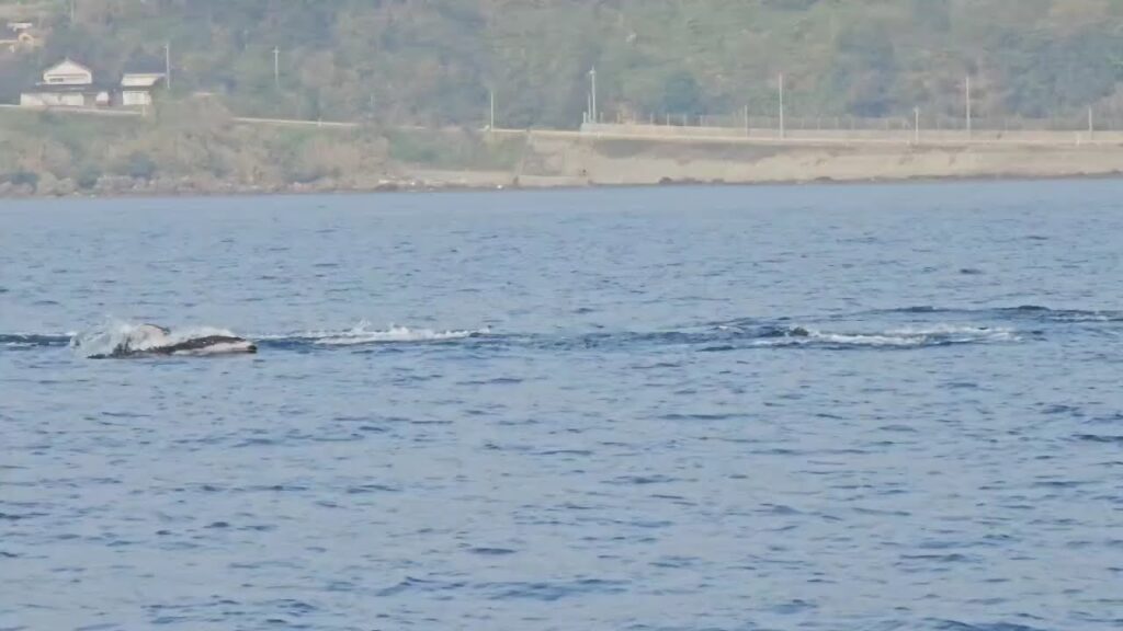 海釣り？ジギング？マグロ？イルカなんかい！！富山湾の氷見です。