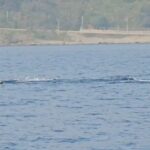 海釣り？ジギング？マグロ？イルカなんかい！！富山湾の氷見です。