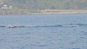 海釣り?ジギング?マグロ?イルカなんかい!!富山湾の氷見です。