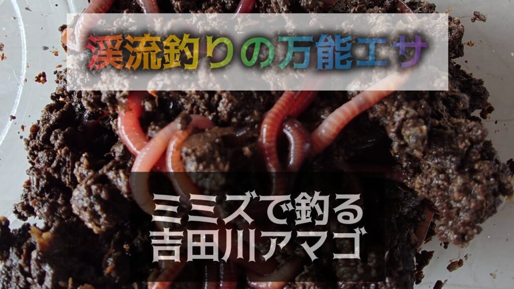 渓流釣りの万能エサ。ミミズで釣る吉田川アマゴ。