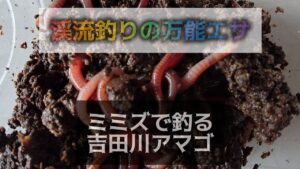 渓流釣りの万能エサ。ミミズで釣る吉田川アマゴ。