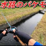 外来魚に支配された用水路