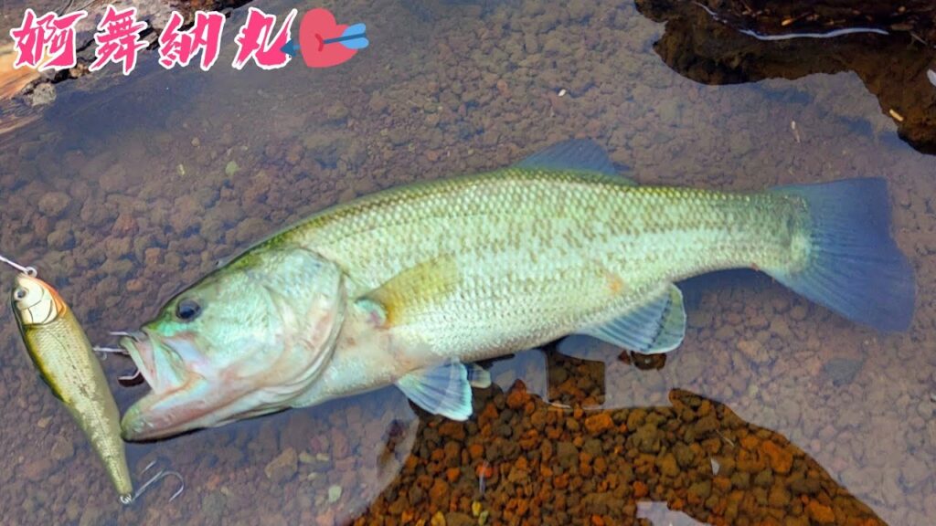 バス釣り❤️秋の丹沢湖 オカッパリ❤️トップウォーター