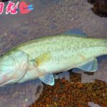 バス釣り❤️秋の丹沢湖 オカッパリ❤️トップウォーター