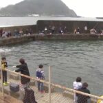海の釣り堀オープン！釣果は上々