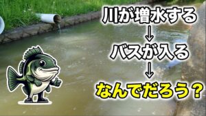 【バス釣り】川が増水するとブラックバスが釣れる理由