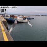 直近最速【浜名湖餌無し投げサビキ】情報📢砂揚場にて只今大爆釣中🐟️