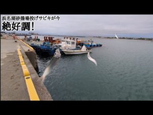 直近最速【浜名湖餌無し投げサビキ】情報📢砂揚場にて只今大爆釣中🐟️